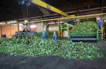 Arranjo de pesquisa sobre erva-mate vai impulsionar inovações na cadeia produtiva